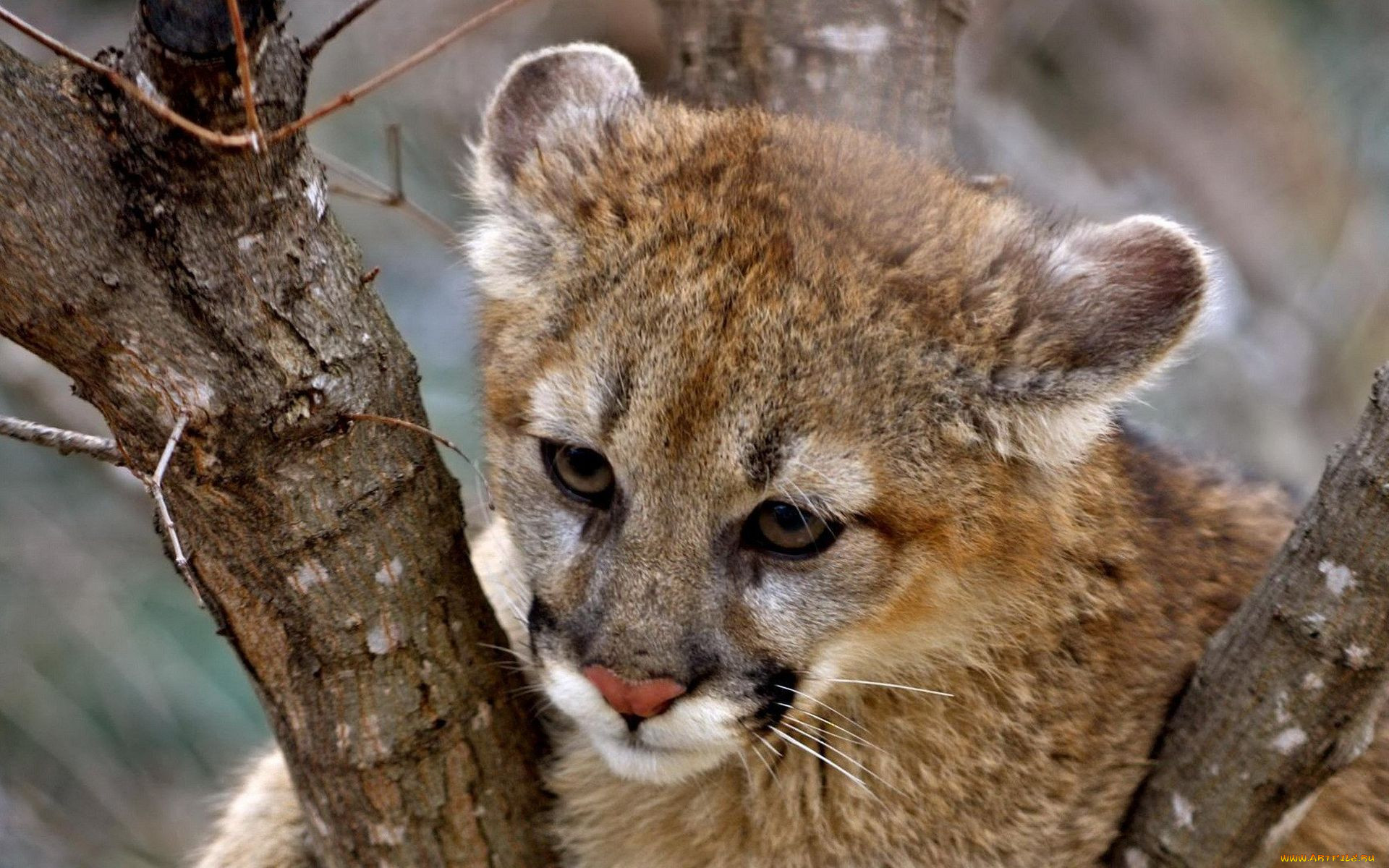 Predator animals. Пума и Рысь. Кавказская Пума. Хищные кошки. Пума (животное).